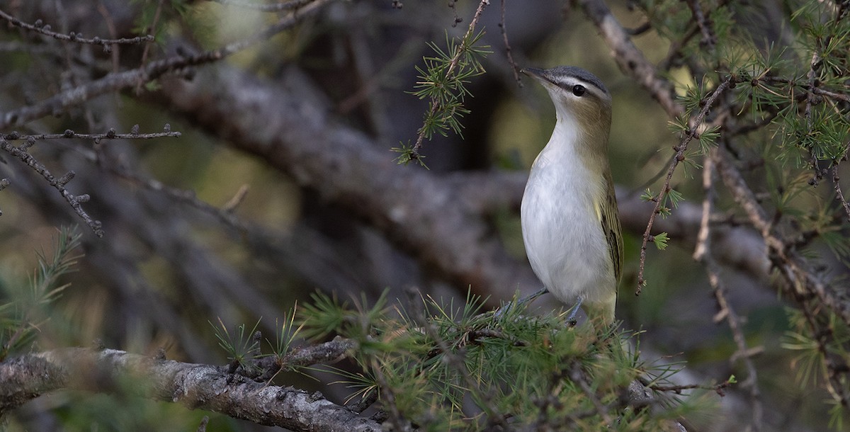 Vireo Ojirrojo - ML623815425