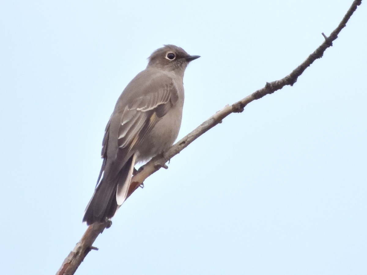 Townsend's Solitaire - ML623815431