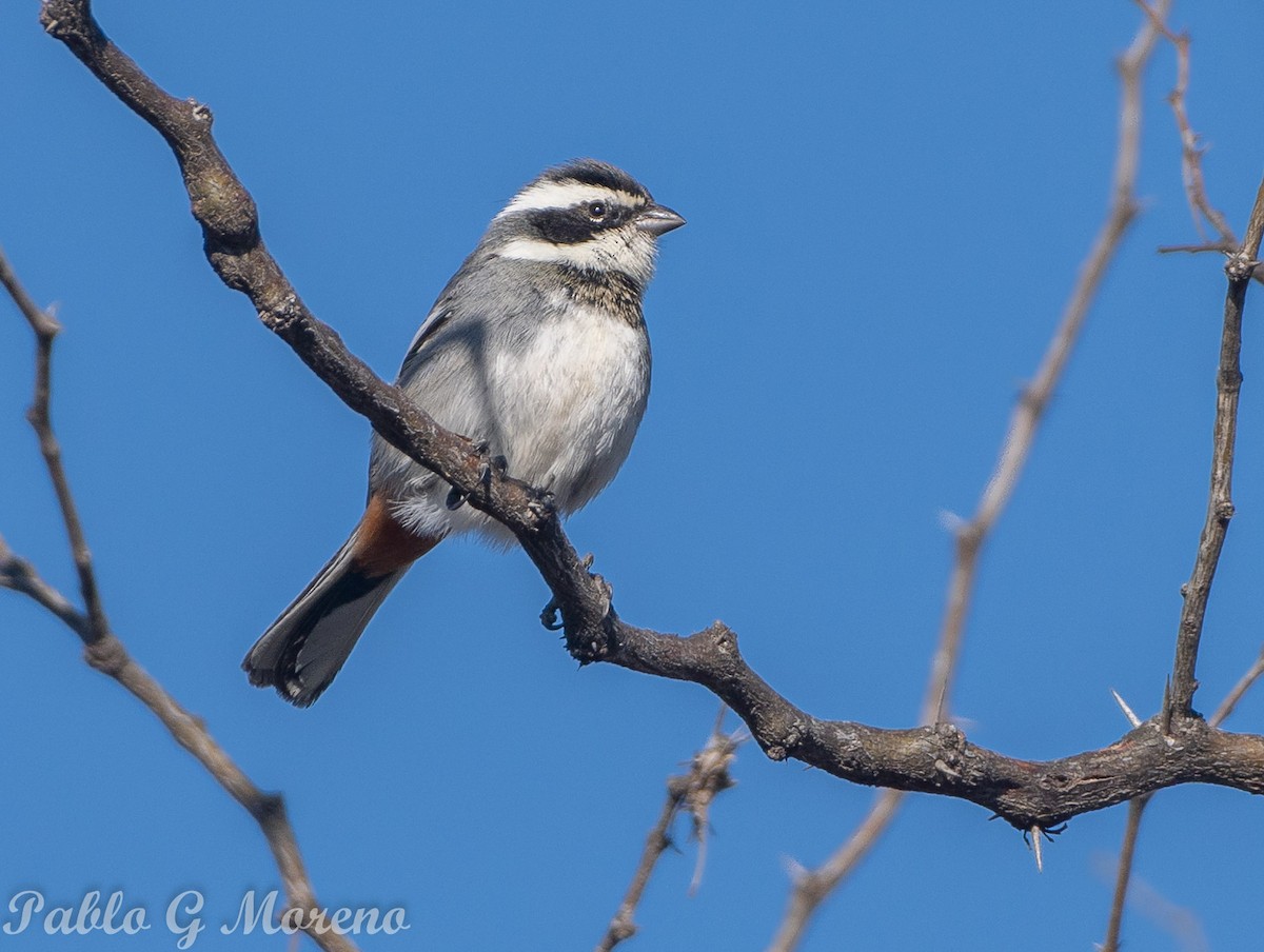 Ringed Warbling Finch - ML623815440