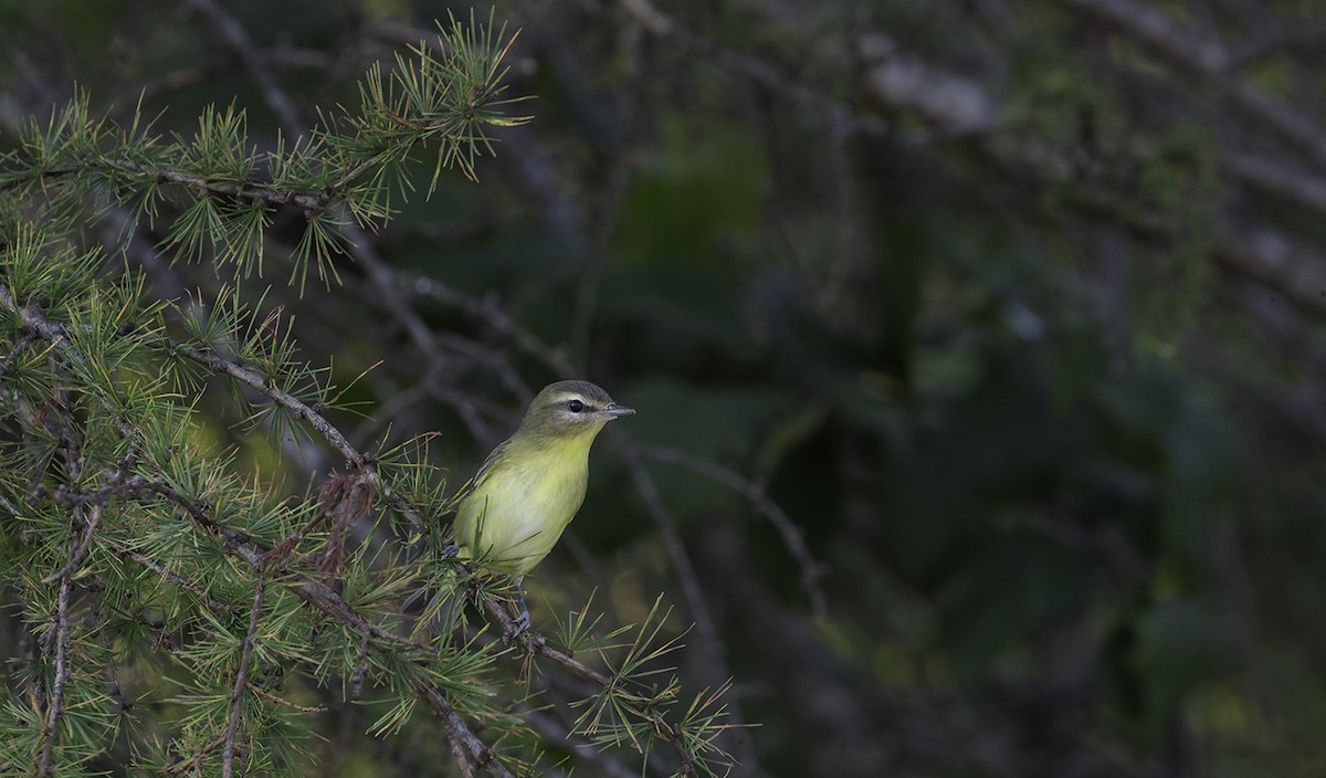 Vireo de Filadelfia - ML623815441