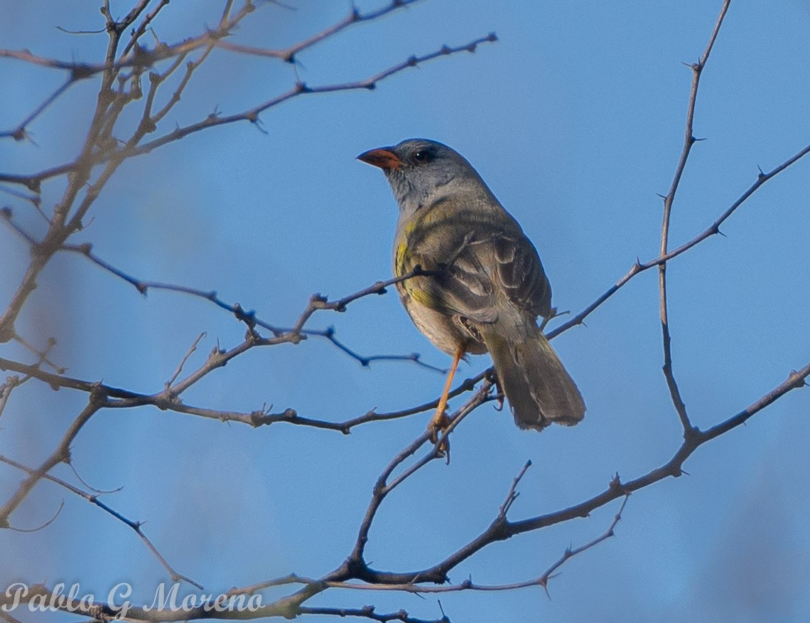 Great Pampa-Finch - ML623815457