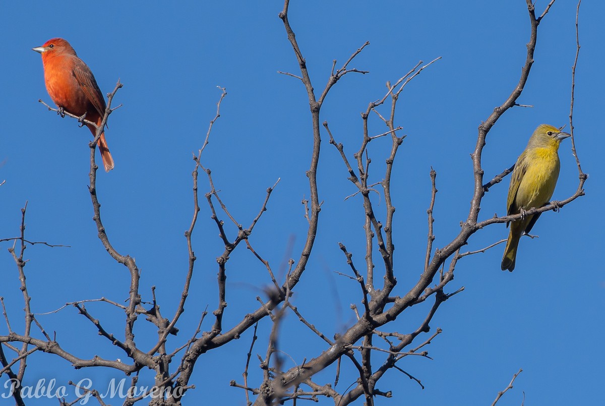 Hepatic Tanager - ML623815471