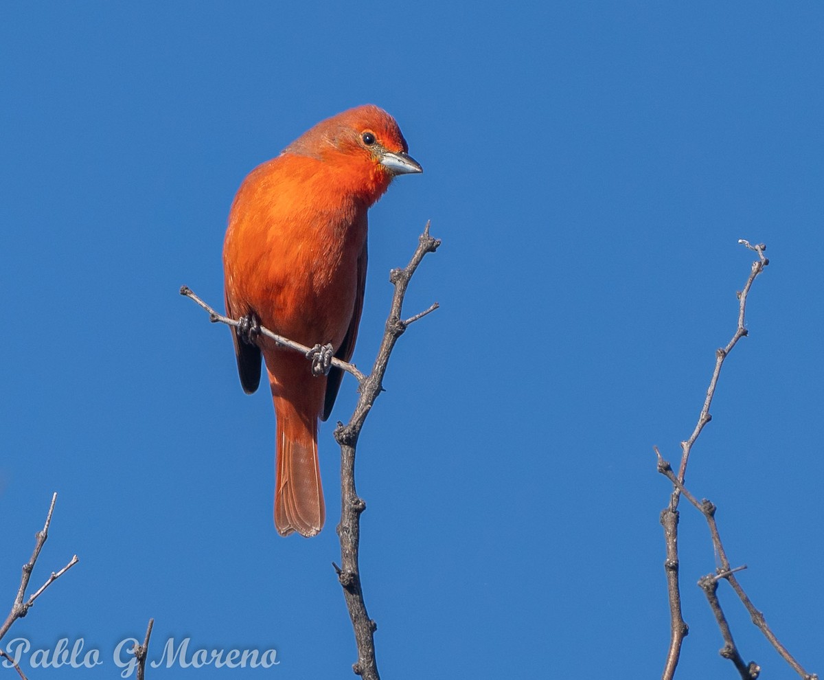 Hepatic Tanager - ML623815479