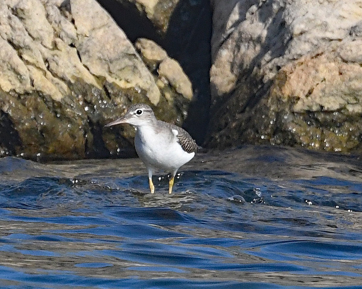 Spotted Sandpiper - Michael Topp