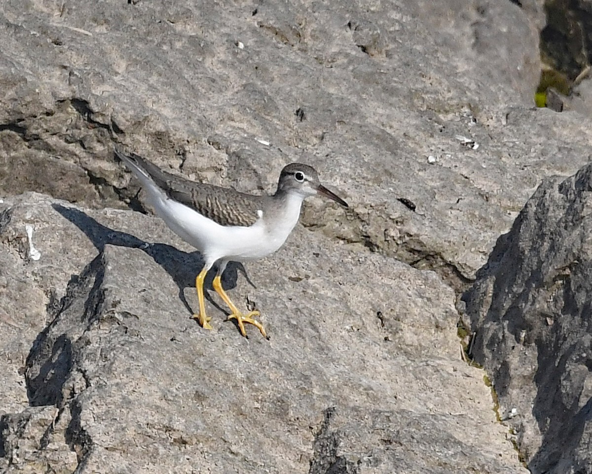 Spotted Sandpiper - Michael Topp