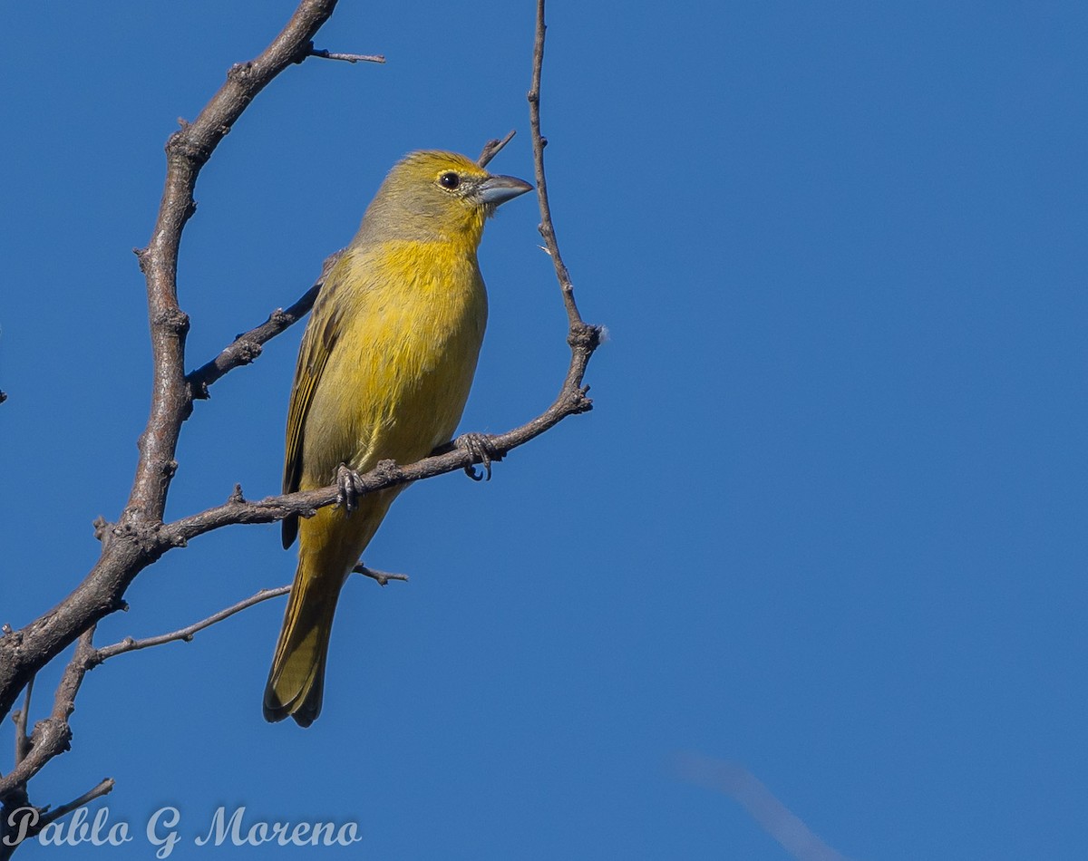 Hepatic Tanager - Pablo Moreno