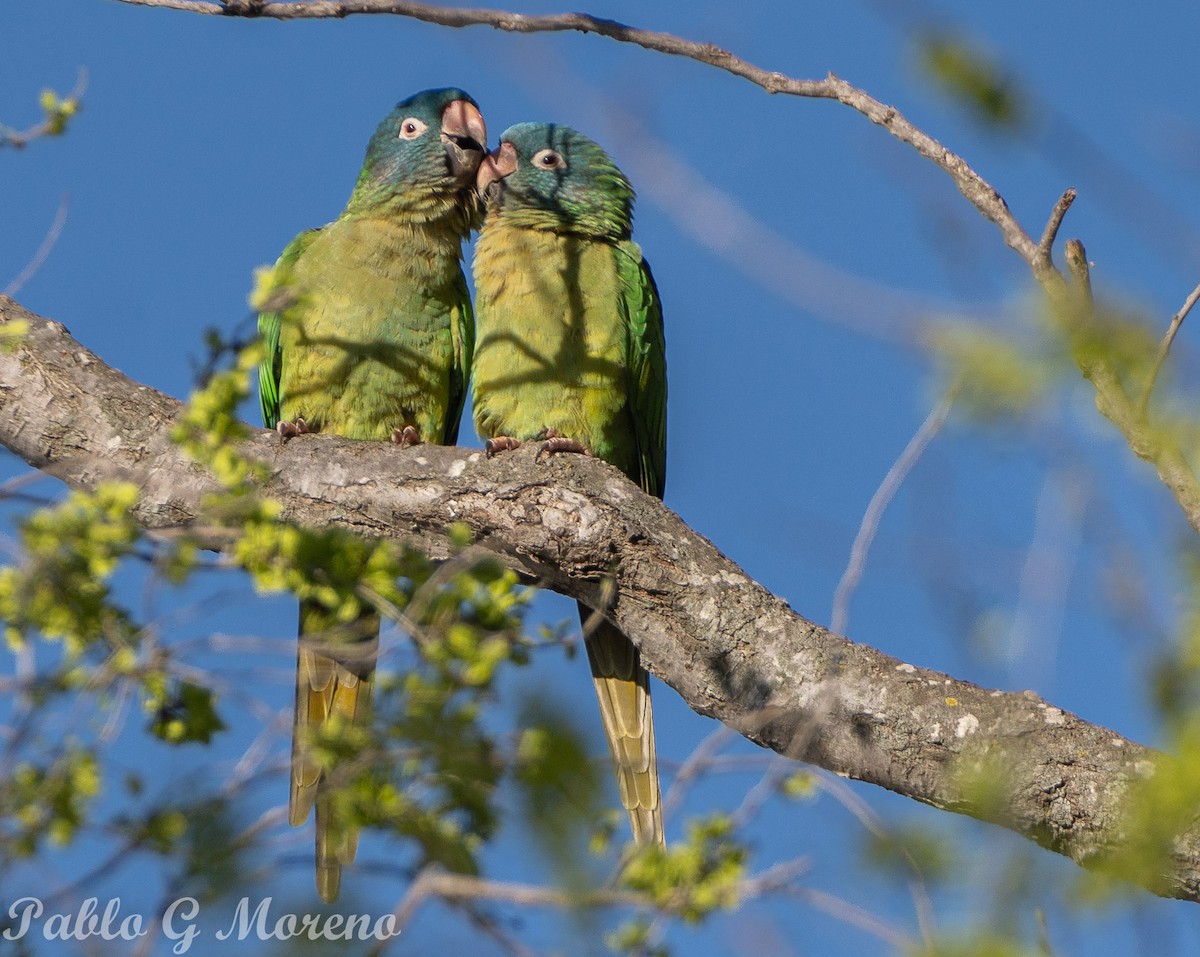 Blue-crowned Parakeet - ML623815495