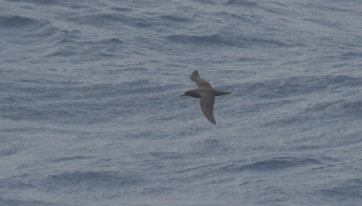 Christmas Shearwater - Laurence Green