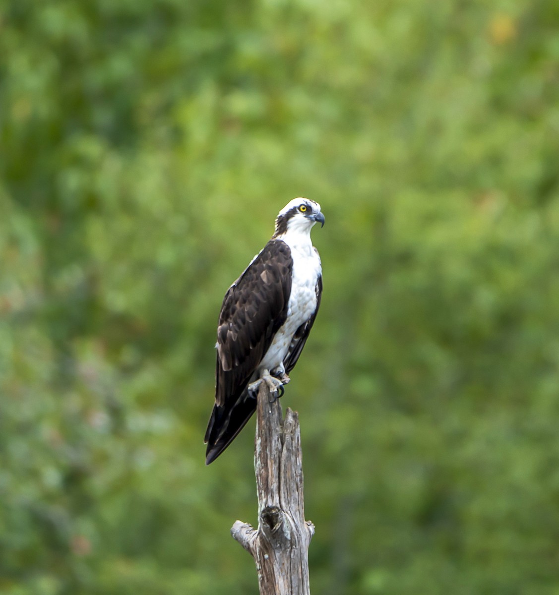 Osprey - ML623815616