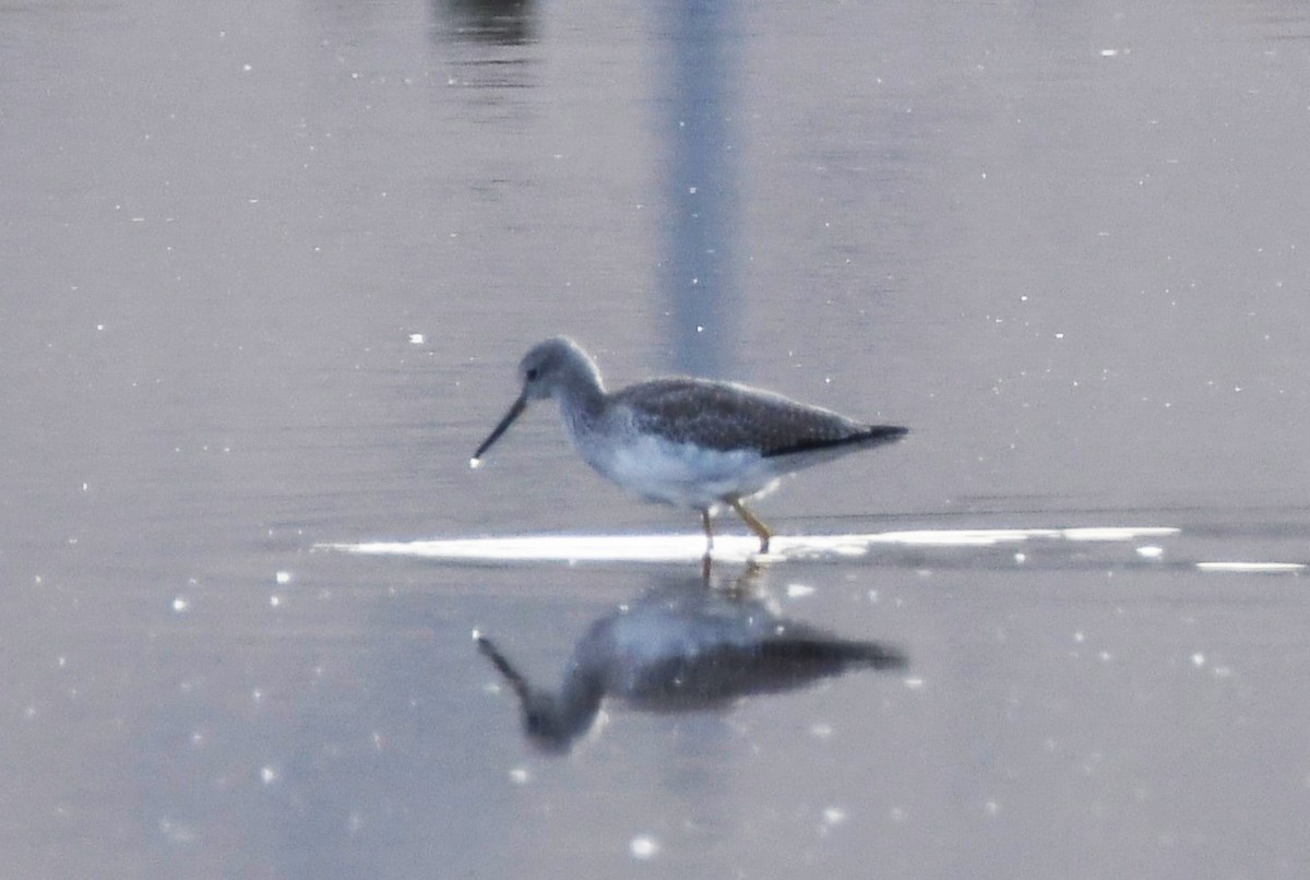 Greater Yellowlegs - ML623815651