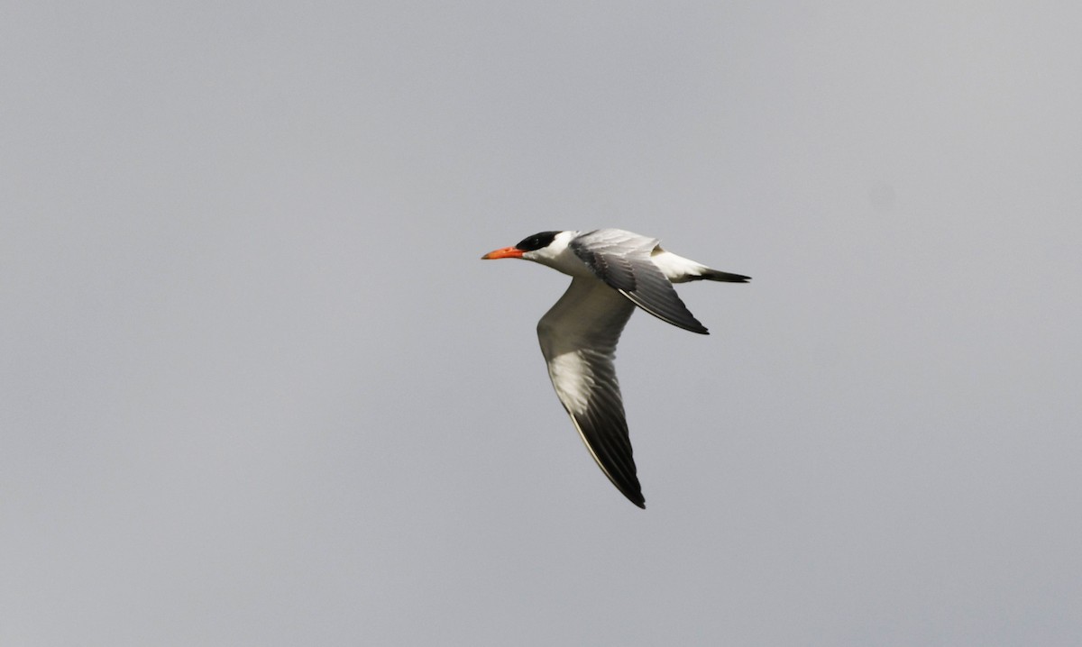 Caspian Tern - ML623815681