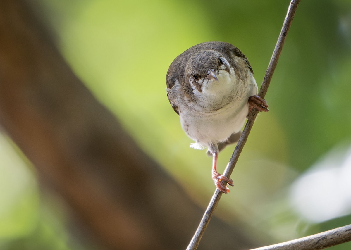 Brown-backed Honeyeater - ML623815683