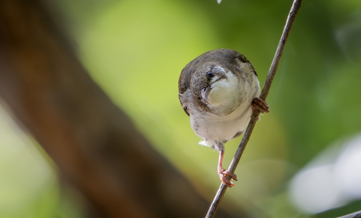 Brown-backed Honeyeater - ML623815684