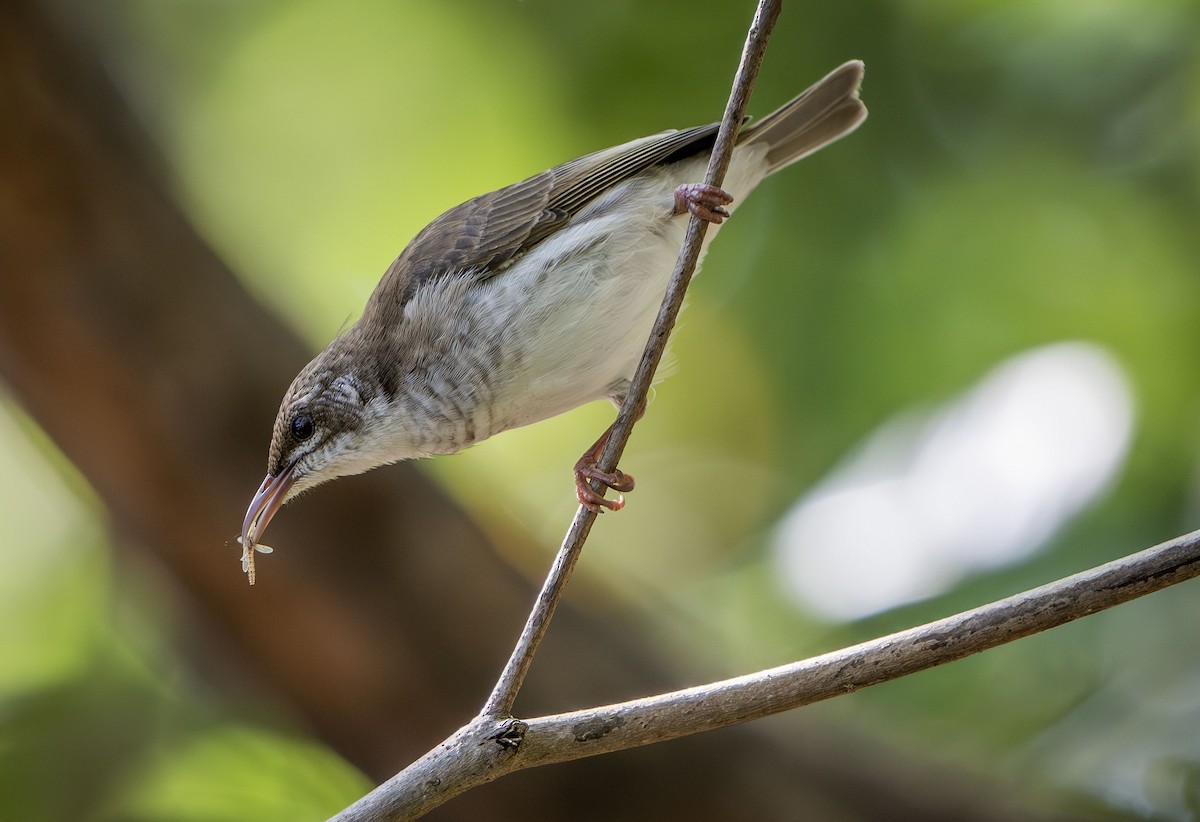 Brown-backed Honeyeater - ML623815685