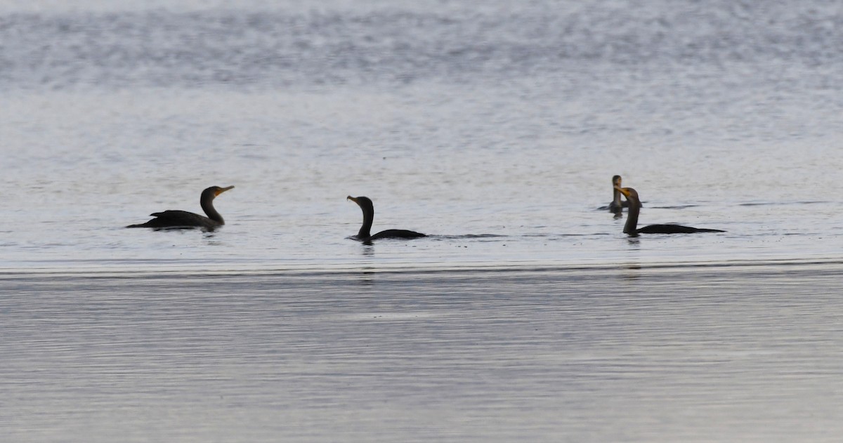 Double-crested Cormorant - ML623815688