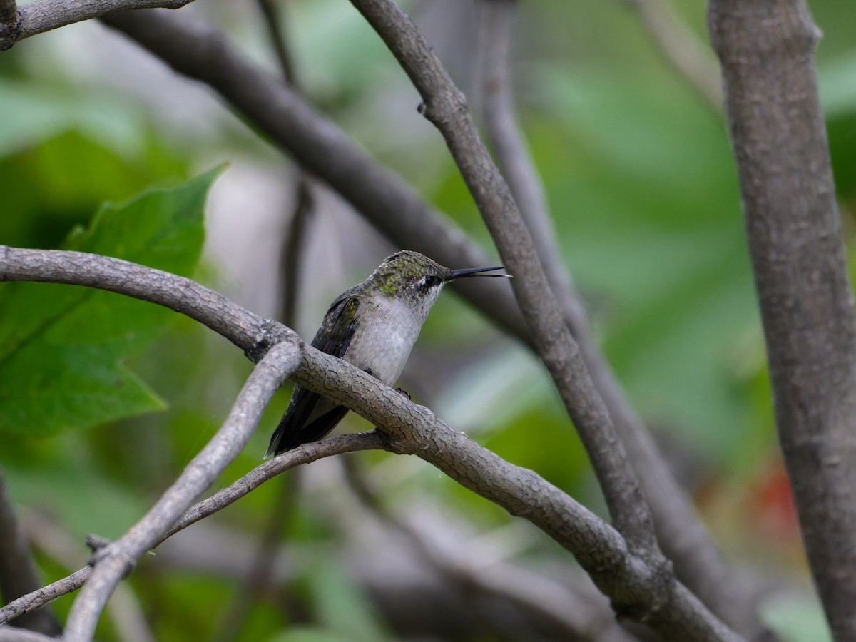 Ruby-throated Hummingbird - ML623815689