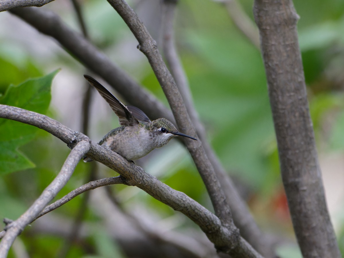 Ruby-throated Hummingbird - ML623815690