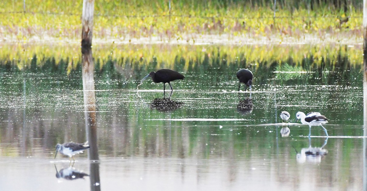 White-faced Ibis - ML623815694