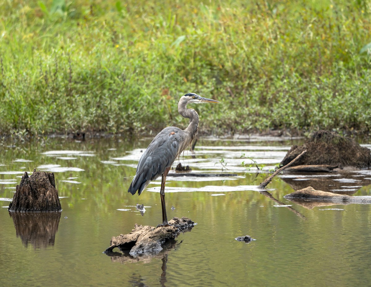 Great Blue Heron - ML623815696