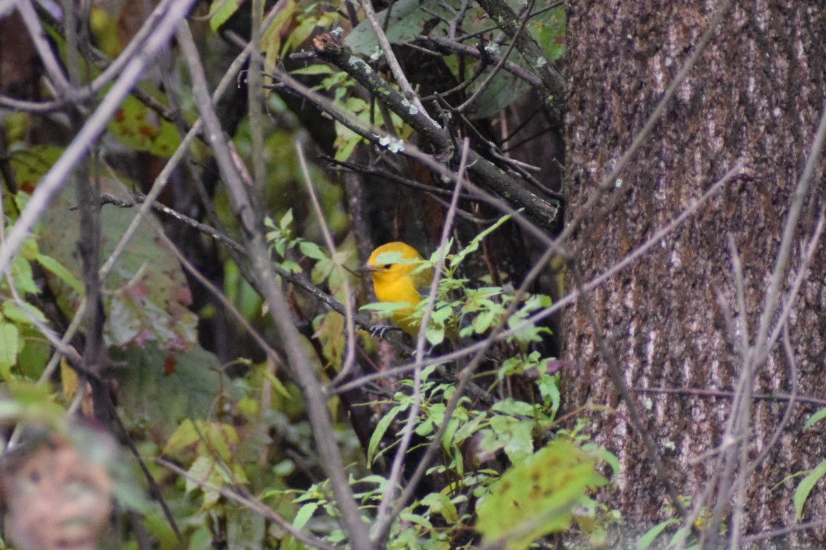 Prothonotary Warbler - ML623815697