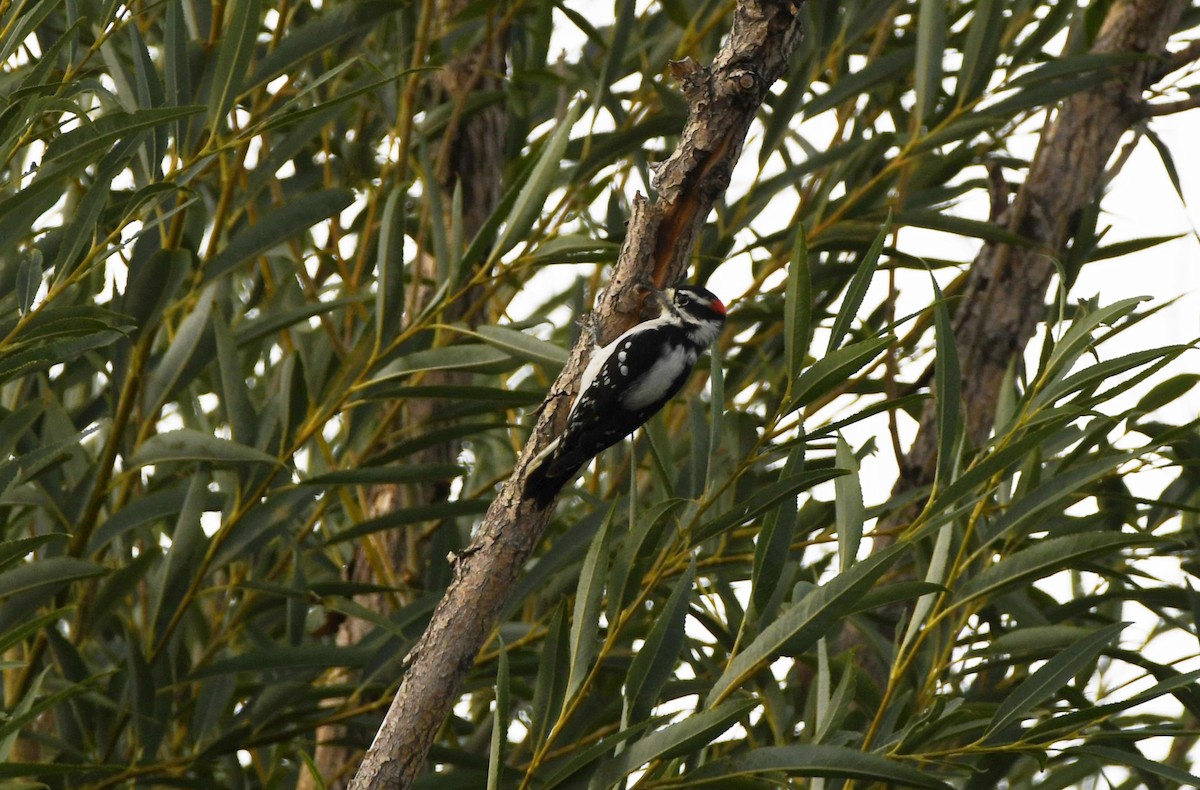 Downy Woodpecker - ML623815698