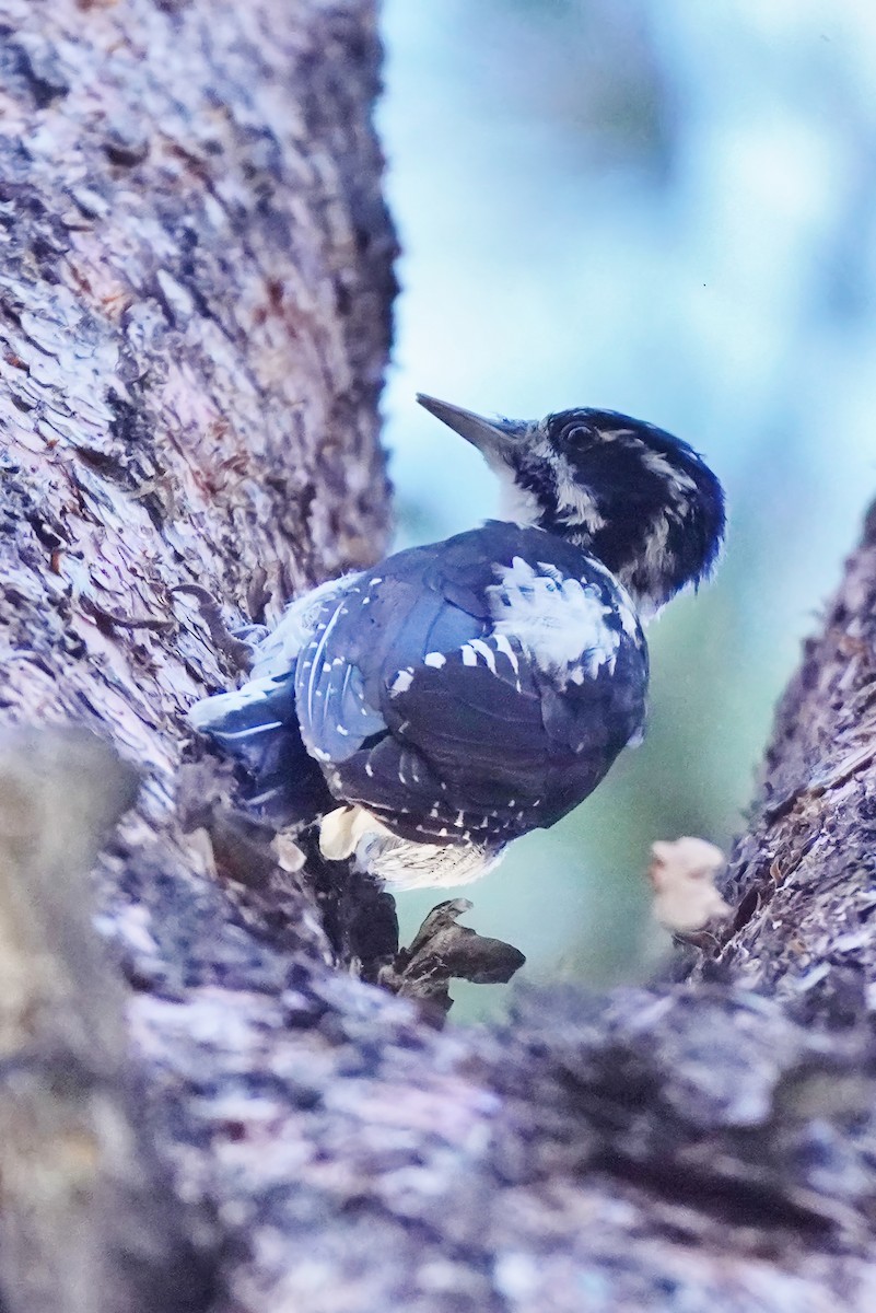 American Three-toed Woodpecker - ML623815700