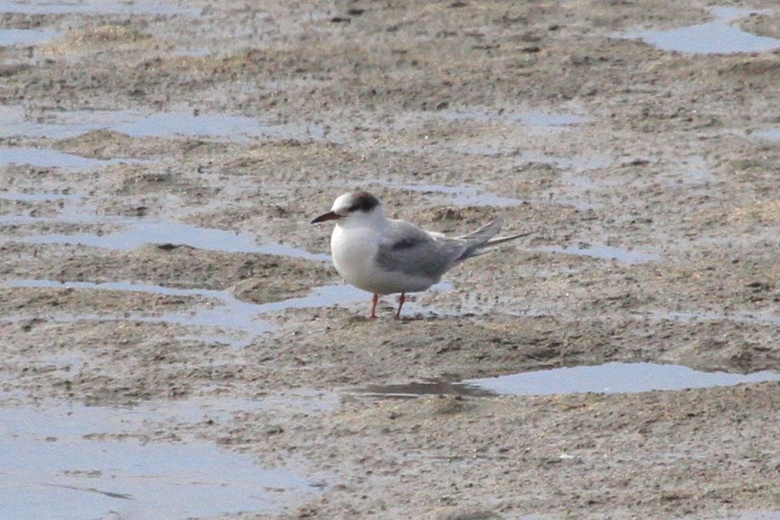 Common Tern - ML623815705