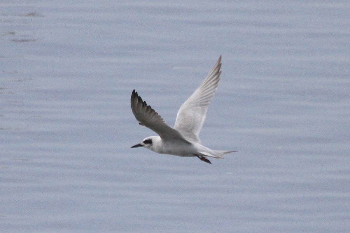 Forster's Tern - ML623815725