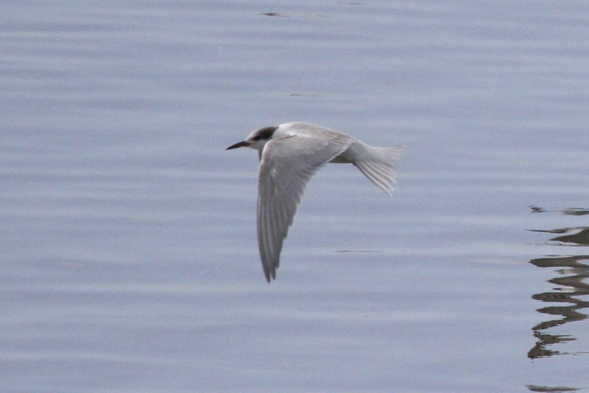 Common Tern - ML623815729