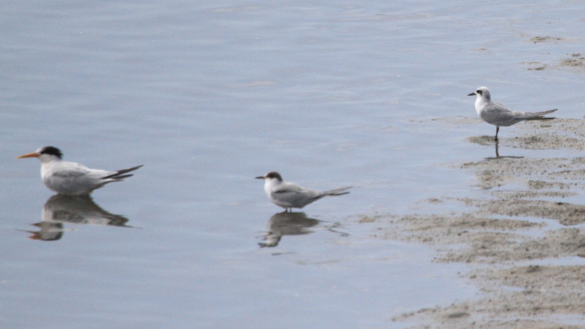 Common Tern - ML623815731