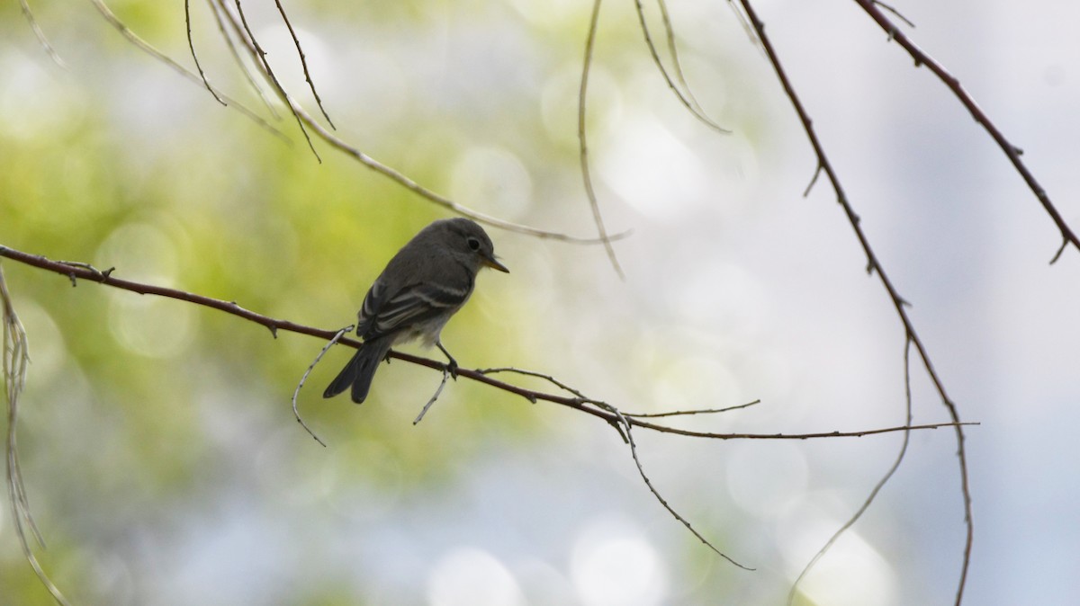 Gray Flycatcher - ML623815734