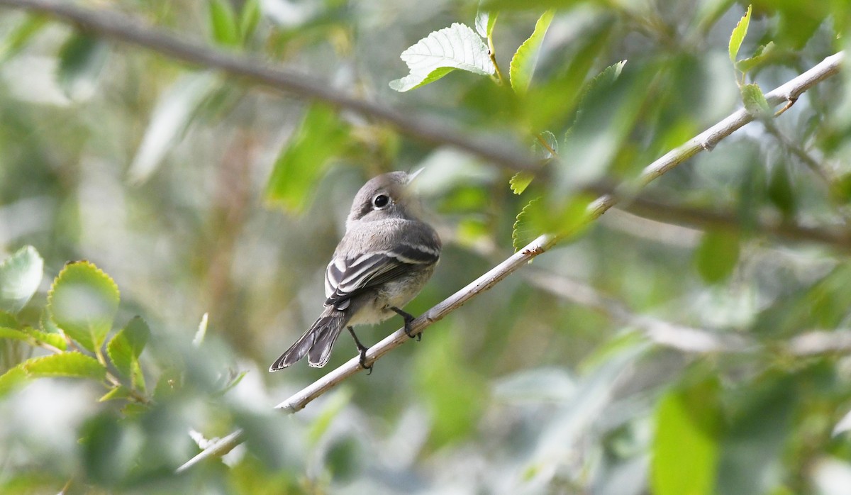 Gray Flycatcher - ML623815735