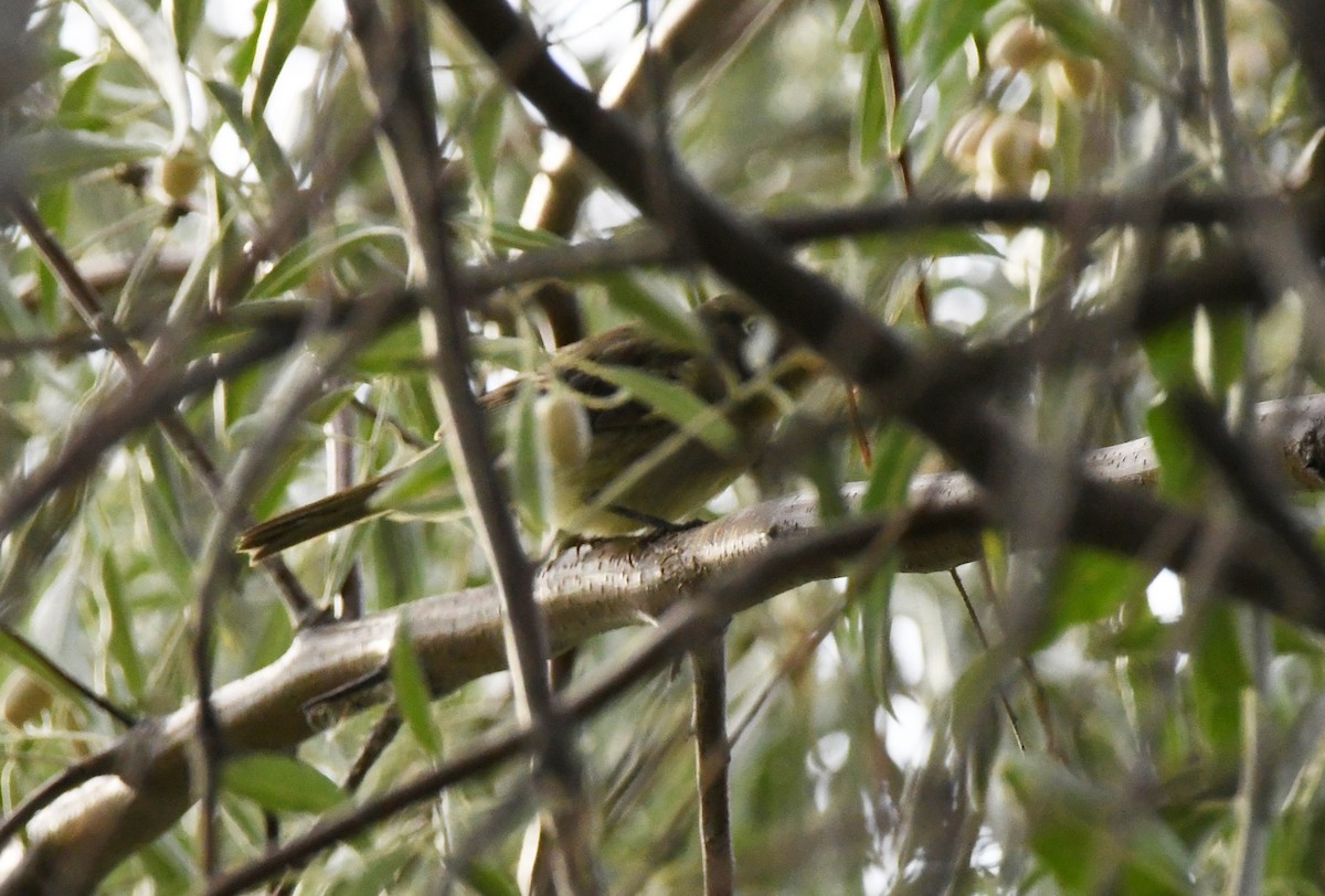 Mosquero sp. (Empidonax sp.) - ML623815737