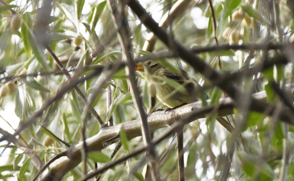 Mosquero sp. (Empidonax sp.) - ML623815738