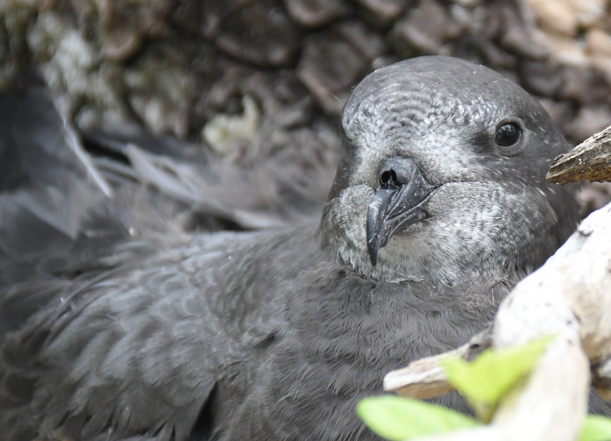 Murphy's Petrel - ML623815740