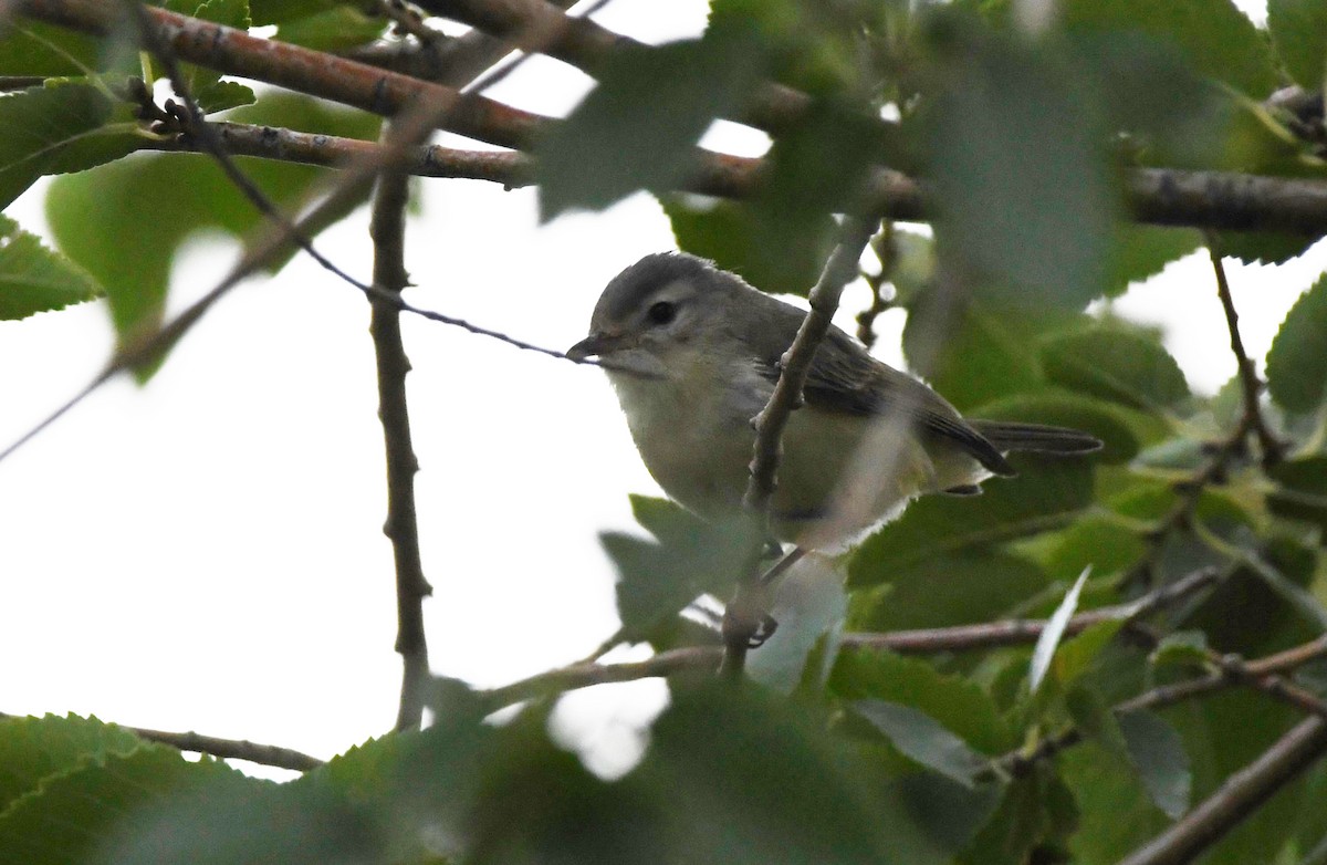 Warbling Vireo - ML623815747