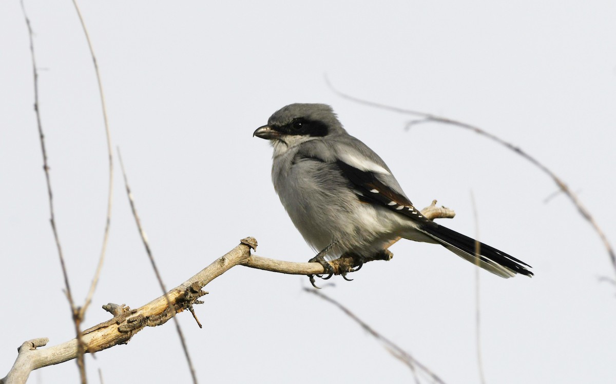 Loggerhead Shrike - ML623815753