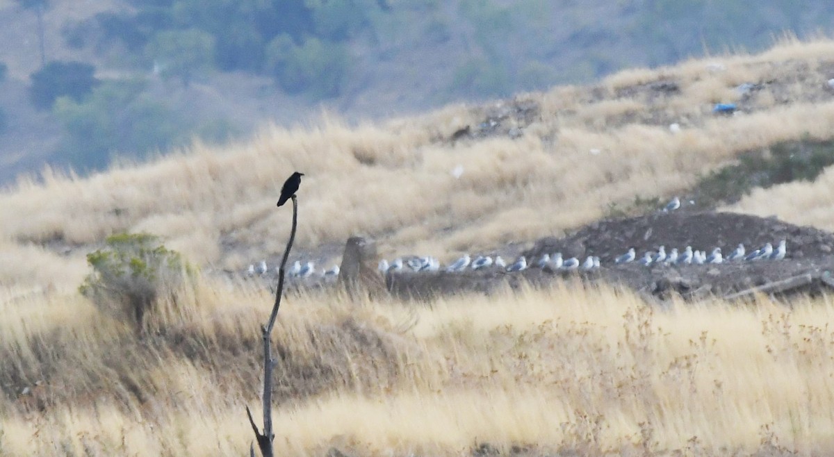 Common Raven - ML623815757