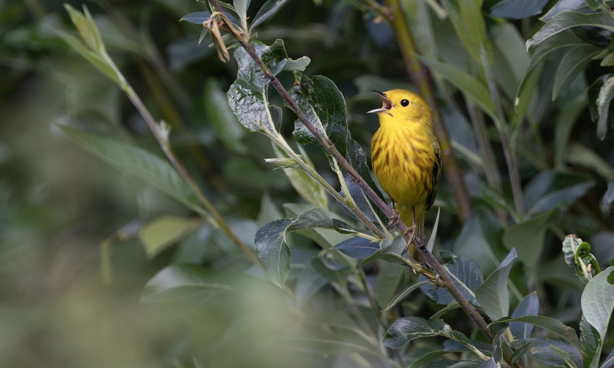 Yellow Warbler - ML623815782