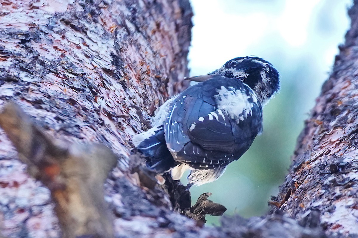 American Three-toed Woodpecker - Joanne Kimura