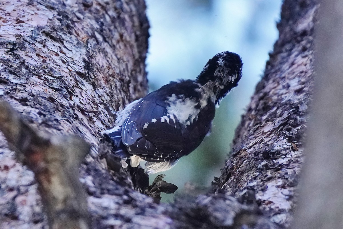 American Three-toed Woodpecker - ML623815787