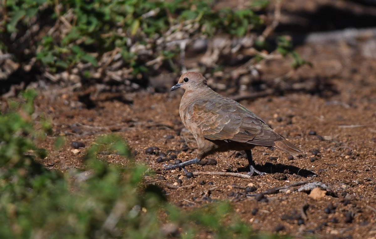 White-throated Ground Dove - ML623815790