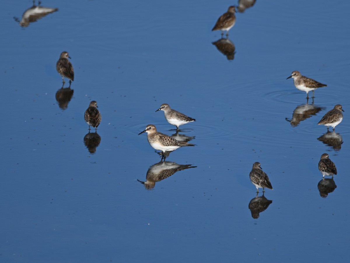 Baird's Sandpiper - ML623815795