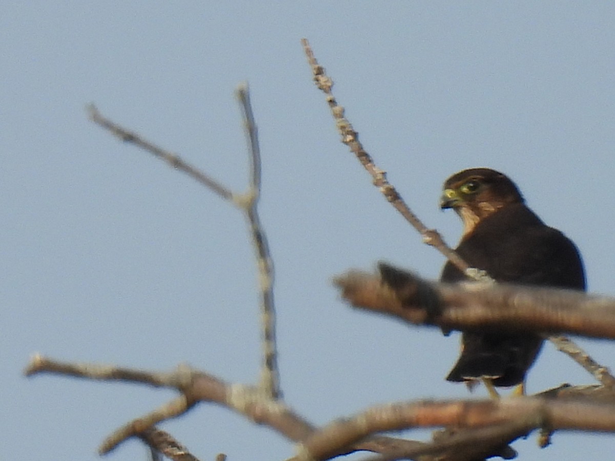 コチョウゲンボウ（columbarius） - ML623815807