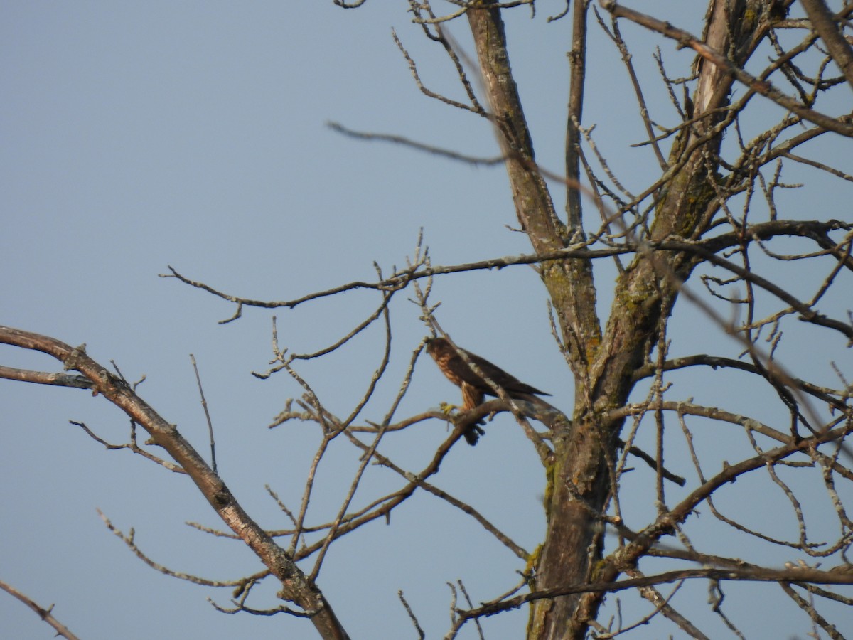 コチョウゲンボウ（columbarius） - ML623815811