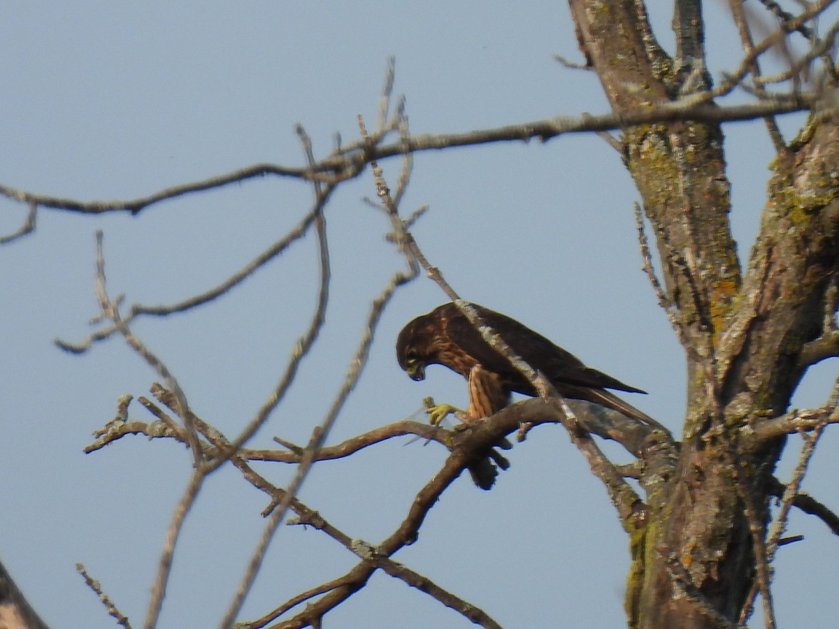 コチョウゲンボウ（columbarius） - ML623815813