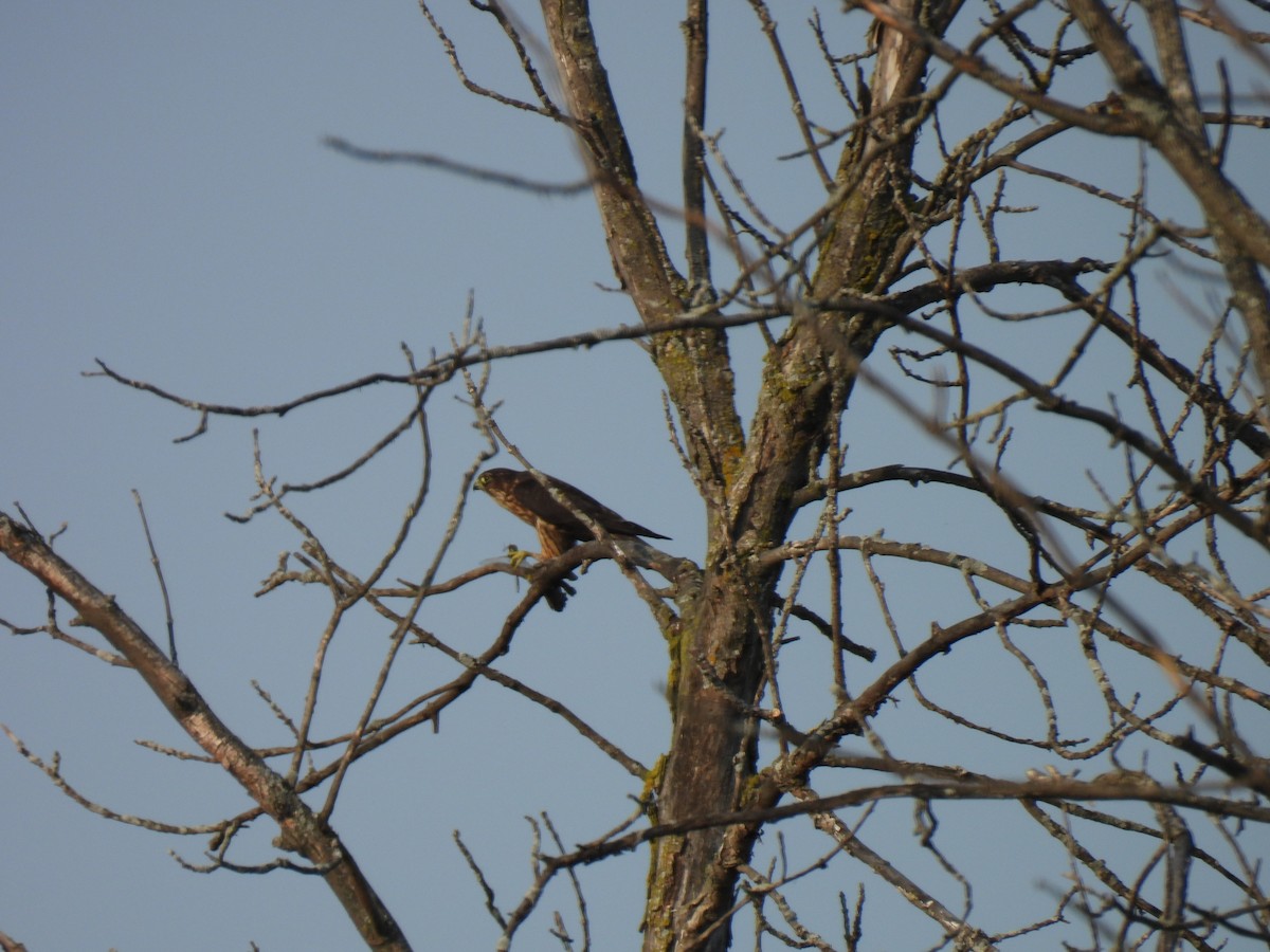 コチョウゲンボウ（columbarius） - ML623815814