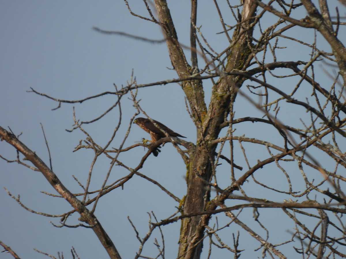 コチョウゲンボウ（columbarius） - ML623815815