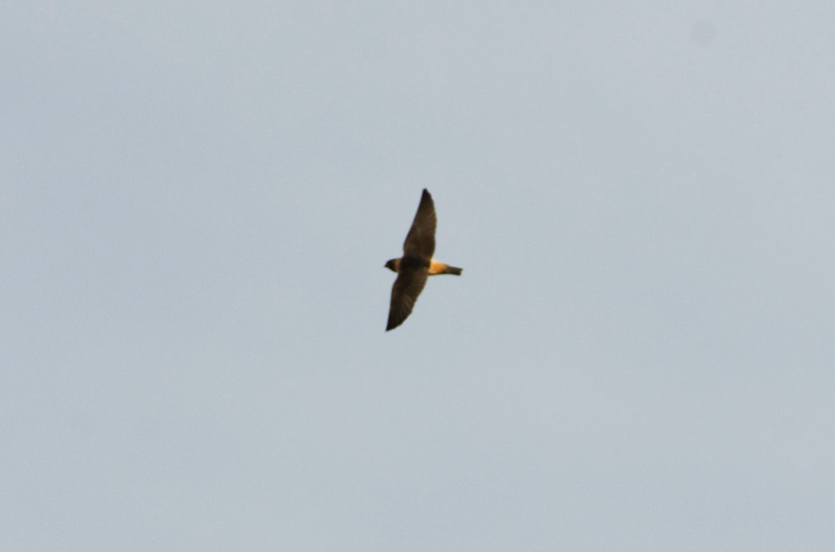 Cliff Swallow - ML623815822