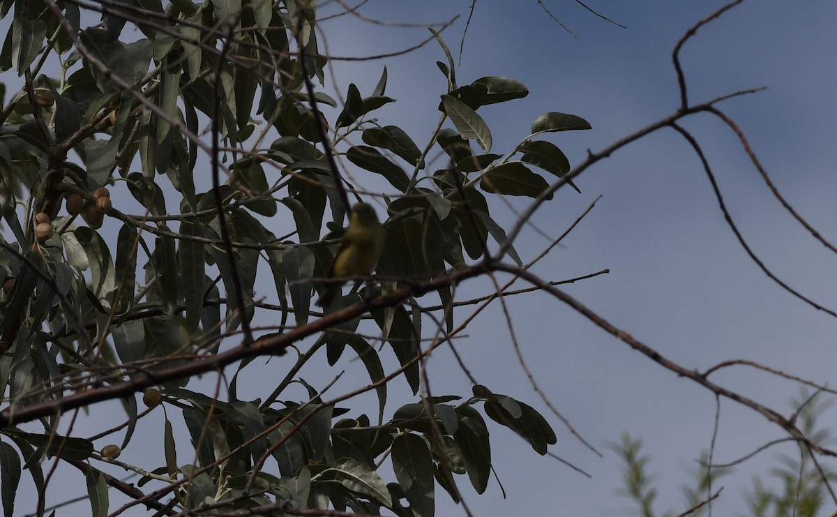 Ruby-crowned Kinglet - ML623815828